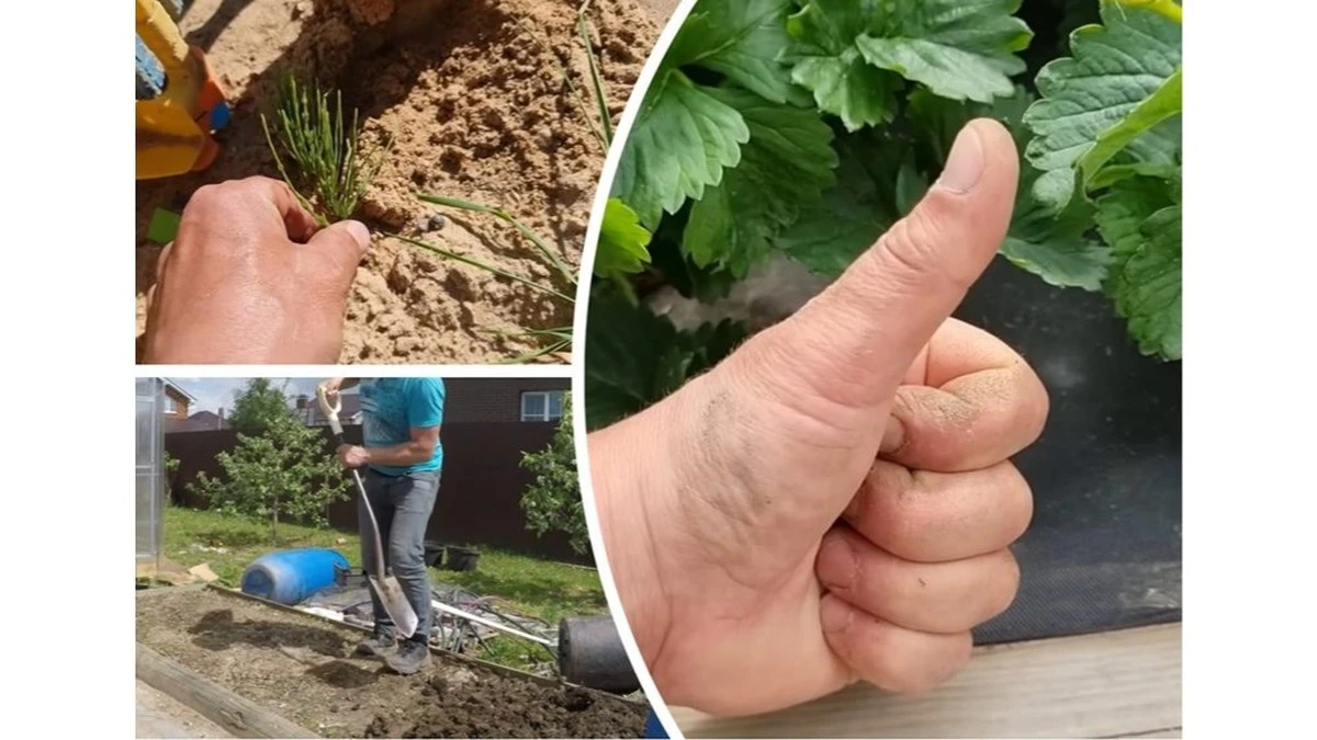 Cztery zasady z babcinego notatnika, które usunęły chwasty z mojego ogrodu