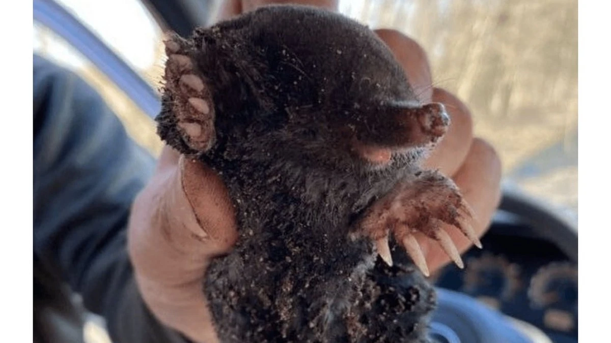 Prosty sposób na krety w ogrodzie: wystarczy puszka i kawałek drutu