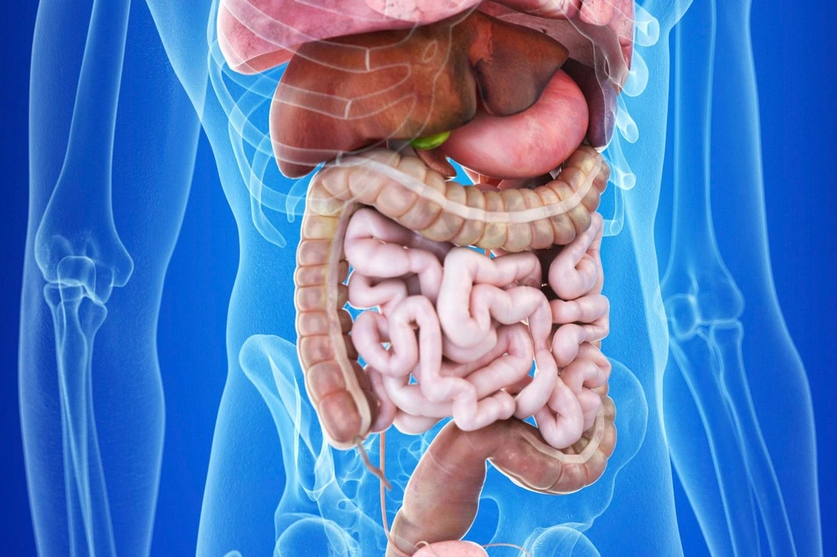 Dlaczego twoje jelita mogą wpływać na pracę mózgu: nowe odkrycie naukowców - image 1