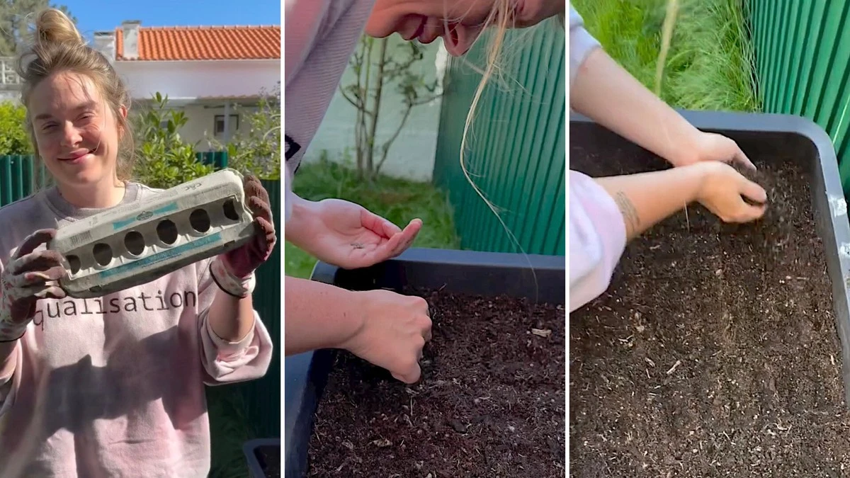 dlaczegodoswiad-extra-1.webp Dlaczego doświadczeni ogrodnicy kładą wytłaczanki po jajkach na grządkach - image 1