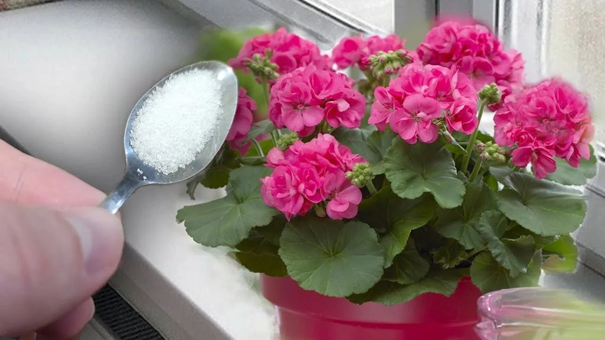 Dlaczego doświadczeni ogrodnicy dodają łyżeczkę kurkumy do pelargonii