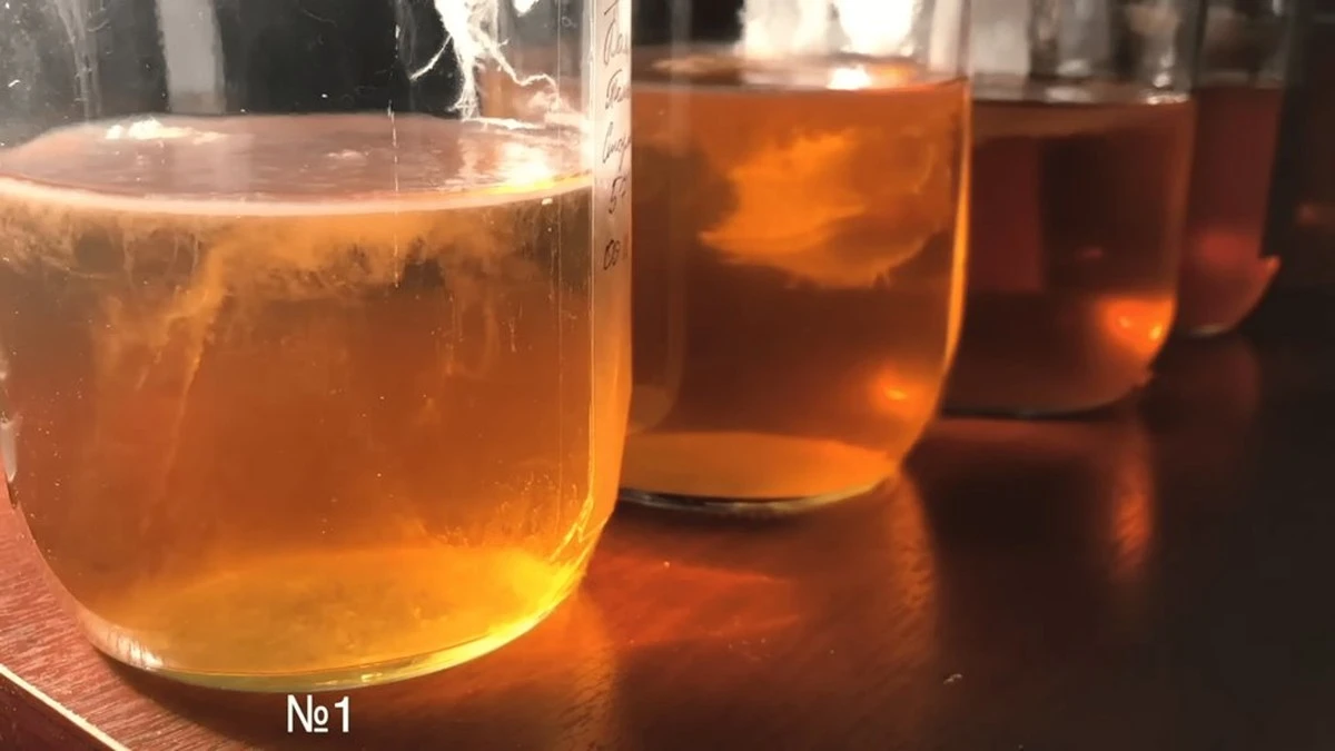 Dlaczego domowa kombucza nigdy ci nie wychodziła: błąd, który popełnia większość z nas