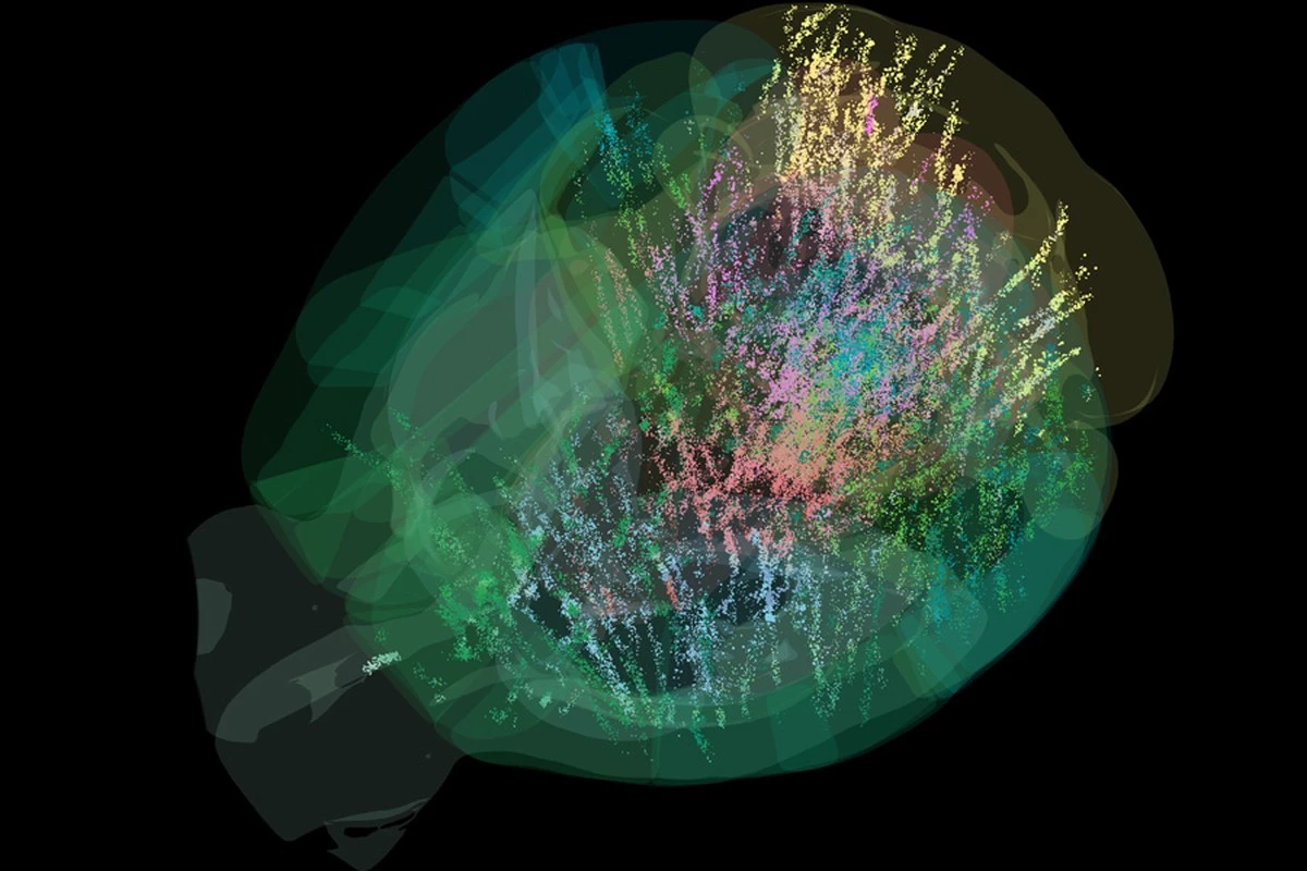 Naukowcy odczytali obraz wprost z mózgu myszy dzięki nowej metodzie - image 1