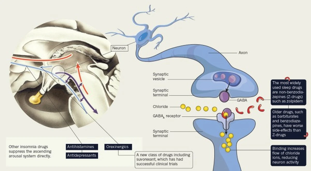 Dlaczego siedem godzin snu to minimalna dawka bezpieczeństwa dla Twojego mózgu - image 1