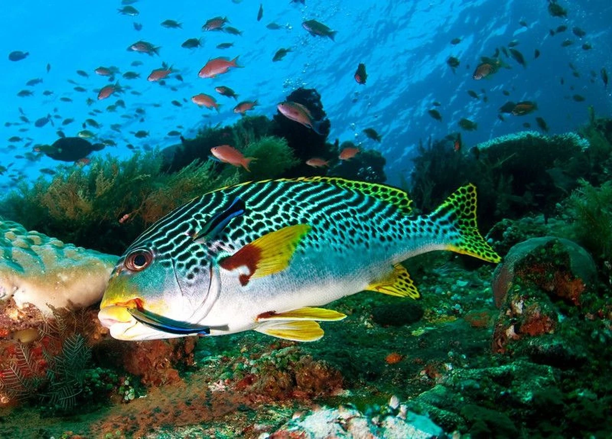 Dlaczego naukowcy wysypują zielony piasek do oceanu? Pierwsze wyniki eksperymentu - image 1