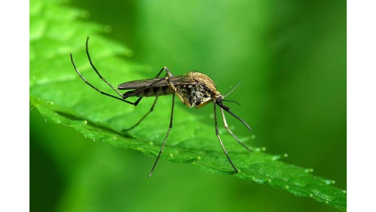 Dlaczego dziadek Antanas przestał używać chemii przeciwko komarom