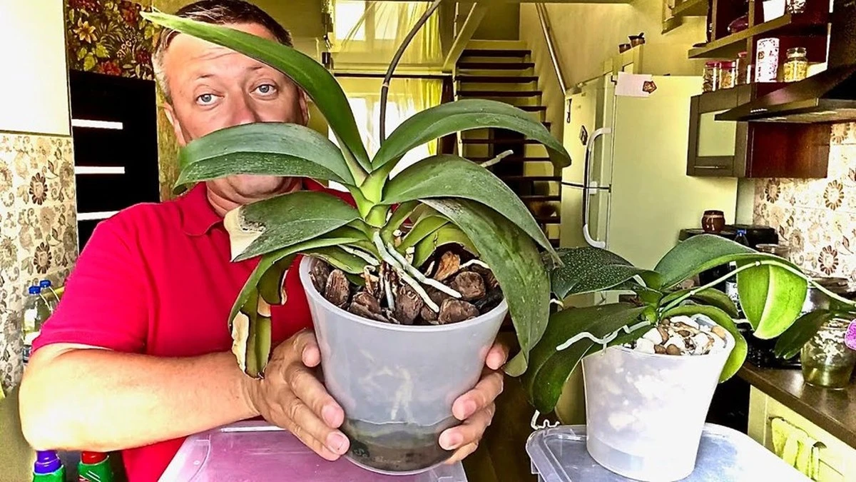 Dlaczego warto wsypać łyżeczkę brązowego proszku do doniczki ze storczykiem