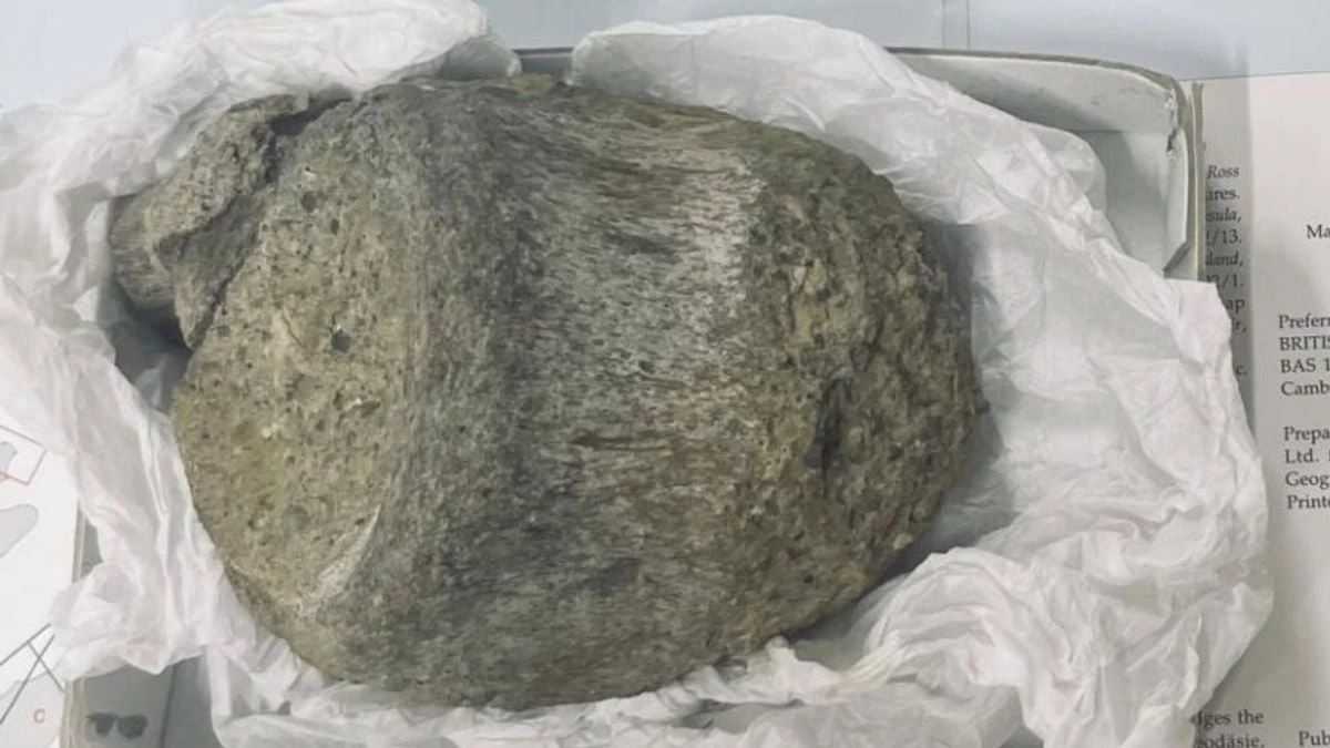 Skamieniałość leżała w szufladzie przez 40 lat. To najstarszy dowód na życie dinozaurów na Antarktydzie