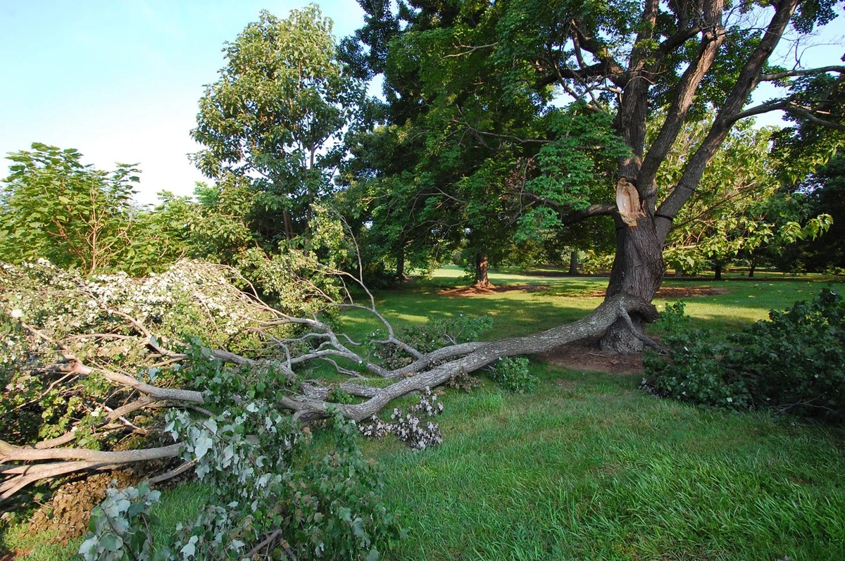 Dlaczego wycinanie klonu w ogrodzie to błąd, który tylko pogarsza sprawę - image 1