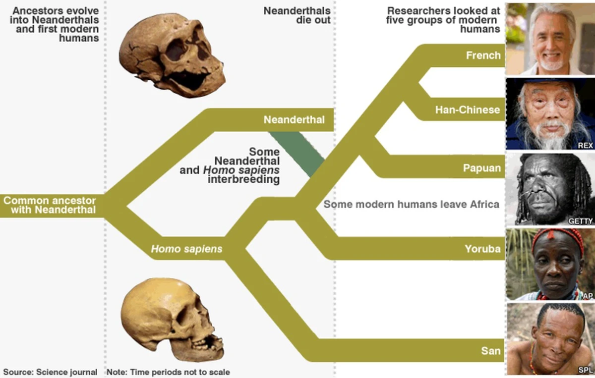 Dlaczego neandertalczycy częściej wybierali nasze prababki niż swoje własne kobiety - image 1