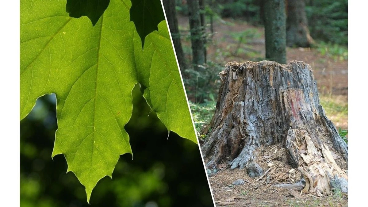 Dlaczego wycinanie klonu w ogrodzie to błąd, który tylko pogarsza sprawę