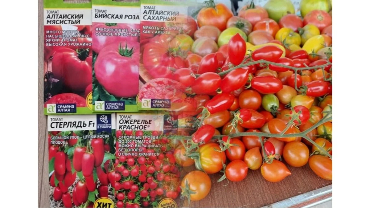 Dlaczego doświadczeni ogrodnicy na targu wyrywają sobie z rąk te nasiona pomidorów