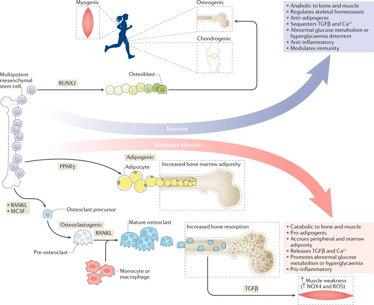 Białko Piezo1: Ukryty przełącznik kości zmieni życie Polaków? - image 1