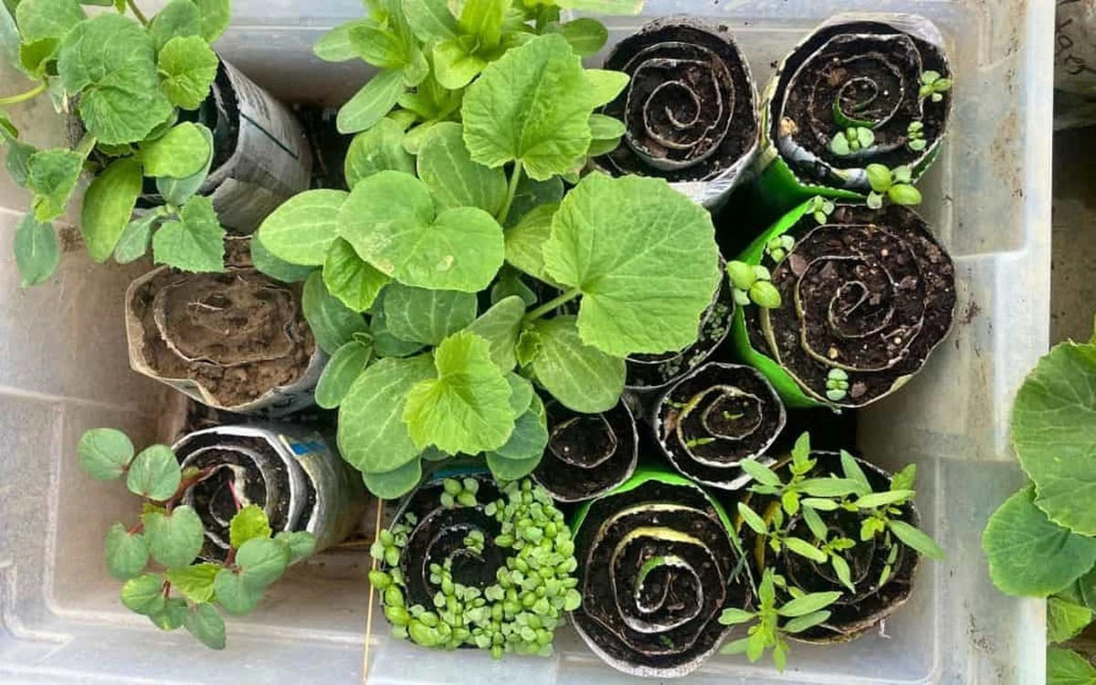 dlaczegodoswiad-extra-1.webp Dlaczego doświadczeni ogrodnicy zwijają sadzonki w