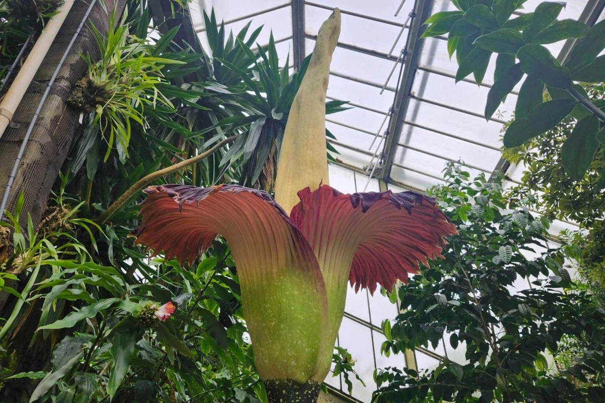 Dlaczego setki ludzi ustawiają się w kolejce, by poczuć ten odór w Kew Gardens
