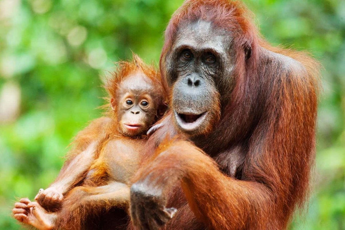 Dlaczego samice orangutanów pokonują długie kilometry specjalnie po to, by ich dzieci mogły się pobawić