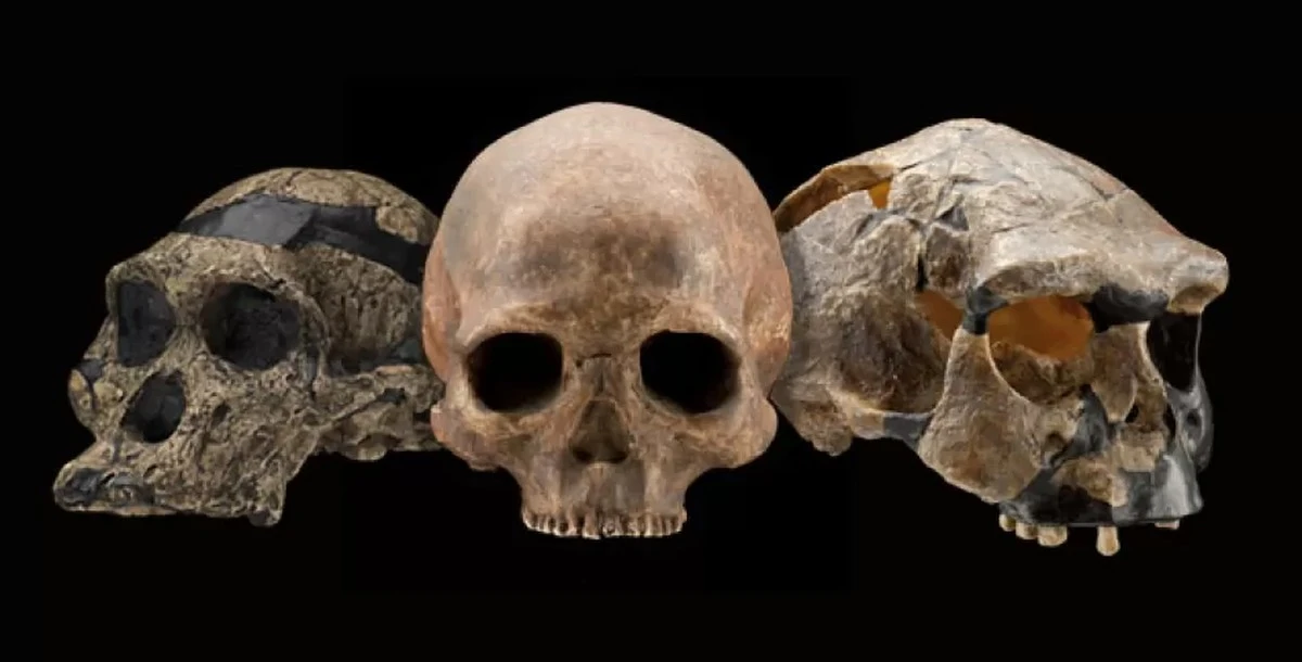 Wszystkie szkielety Homo naledi należały do kobiet? Rozwiązanie zagadki - image 1