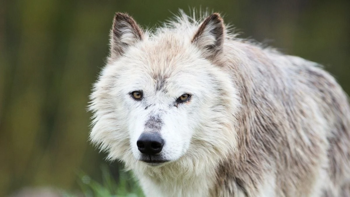 Dlaczego historia o wilkach z Yellowstone okazała się bardziej skomplikowana, niż sądziliśmy