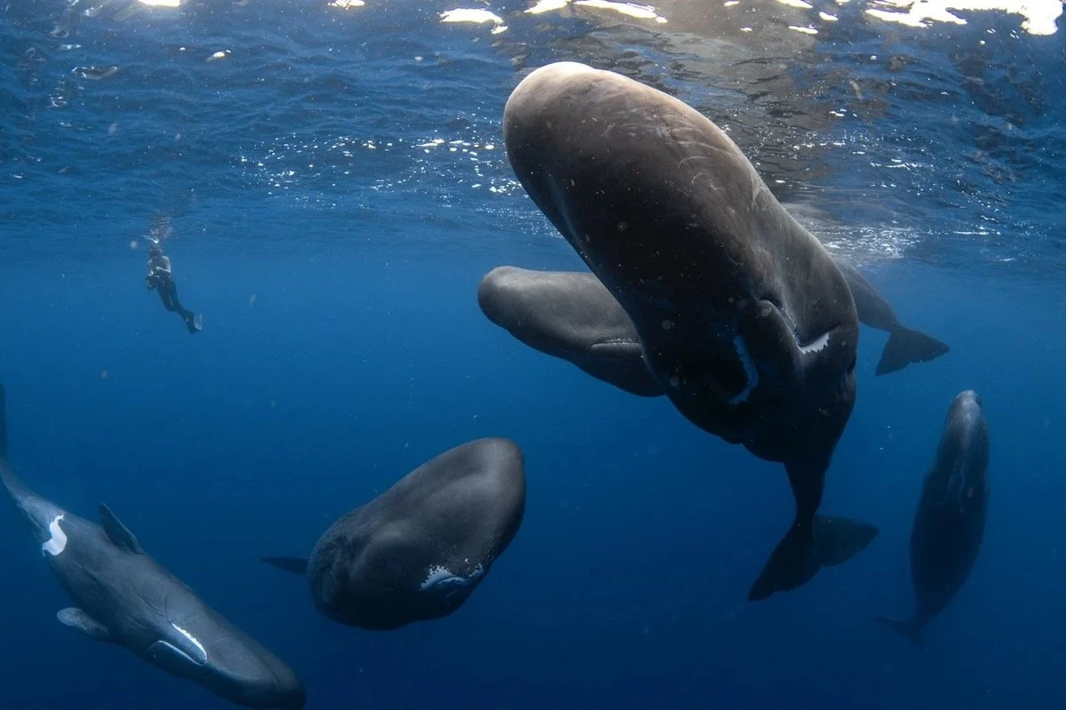 Dlaczego sposób, w jaki kaszaloty klikają do siebie, przypomina ludzką mowę - image 1