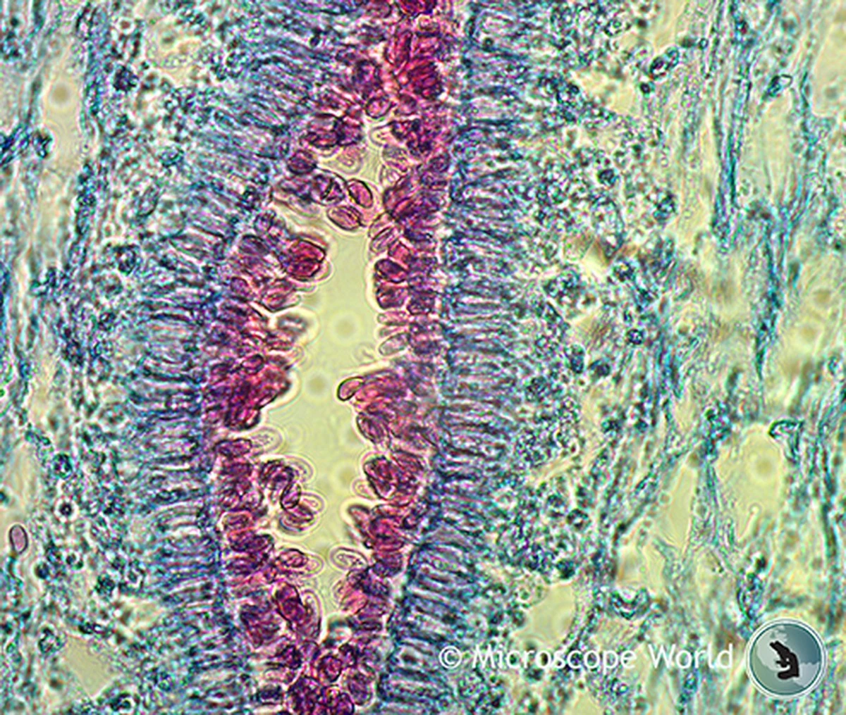 Ten grzyb przetrwa w kosmosie i może stać się pasażerem na gapę w drodze na Marsa - image 1