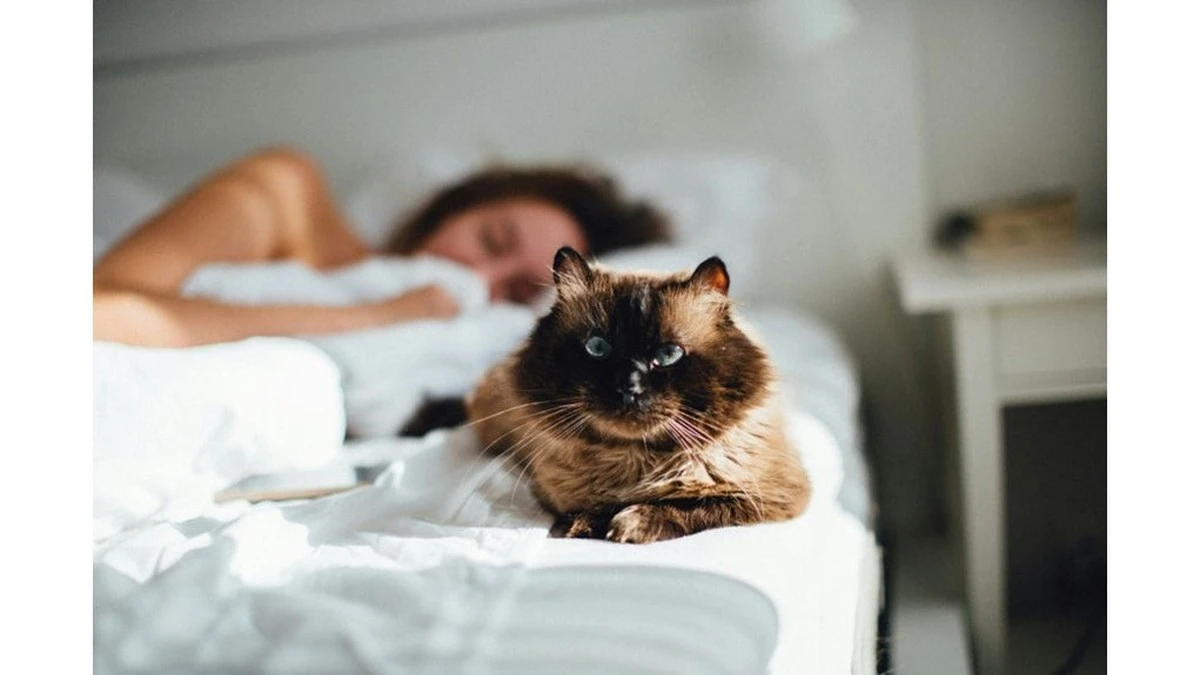Dlaczego twój kot nie wyczuwa choroby, mimo że śpi obok ciebie w łóżku