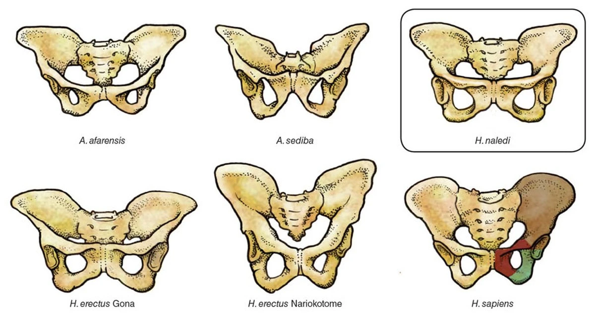 naukowcyodkryli-extra-1.webp Naukowcy odkryli, dlaczego poród był trudny już u australopiteków - image 1