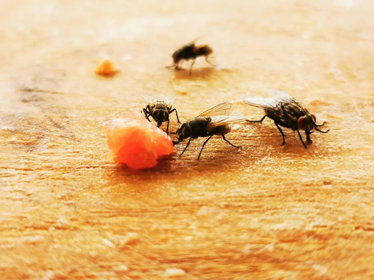 Pięć sposobów, by na dobre pozbyć się much z domu bez chemii