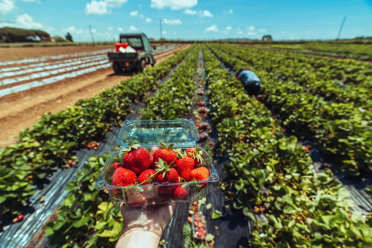 Dlaczego profesjonalni ogrodnicy co trzy lata usuwają krzaczki truskawek - image 1