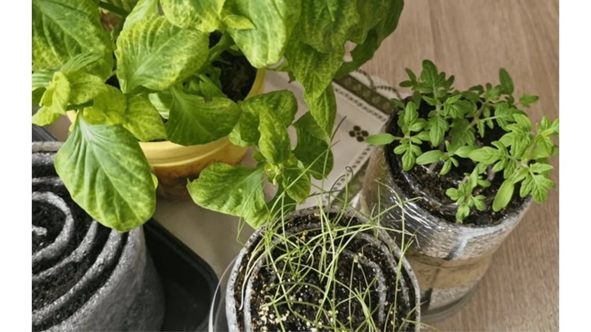 Dlaczego doświadczeni ogrodnicy zwijają sadzonki w "ślimaki" zamiast sadzić je w doniczkach