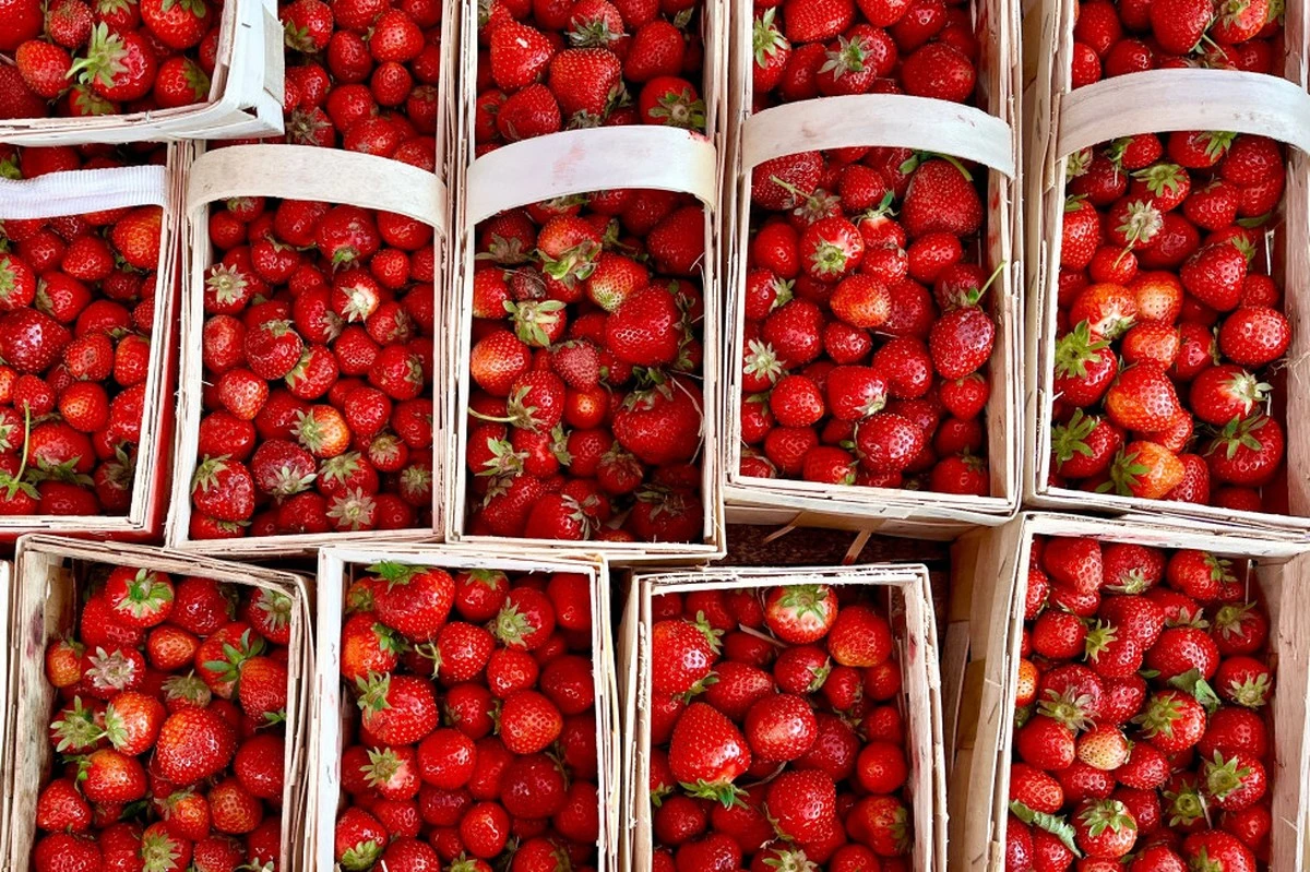 Pierwsze polskie truskawki już na rynku. Ile trzeba zapłacić za smak wiosny? - image 1