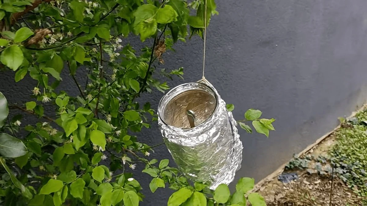 Dlaczego wujek wiesza słoiki w folii aluminiowej na drzewach owocowych