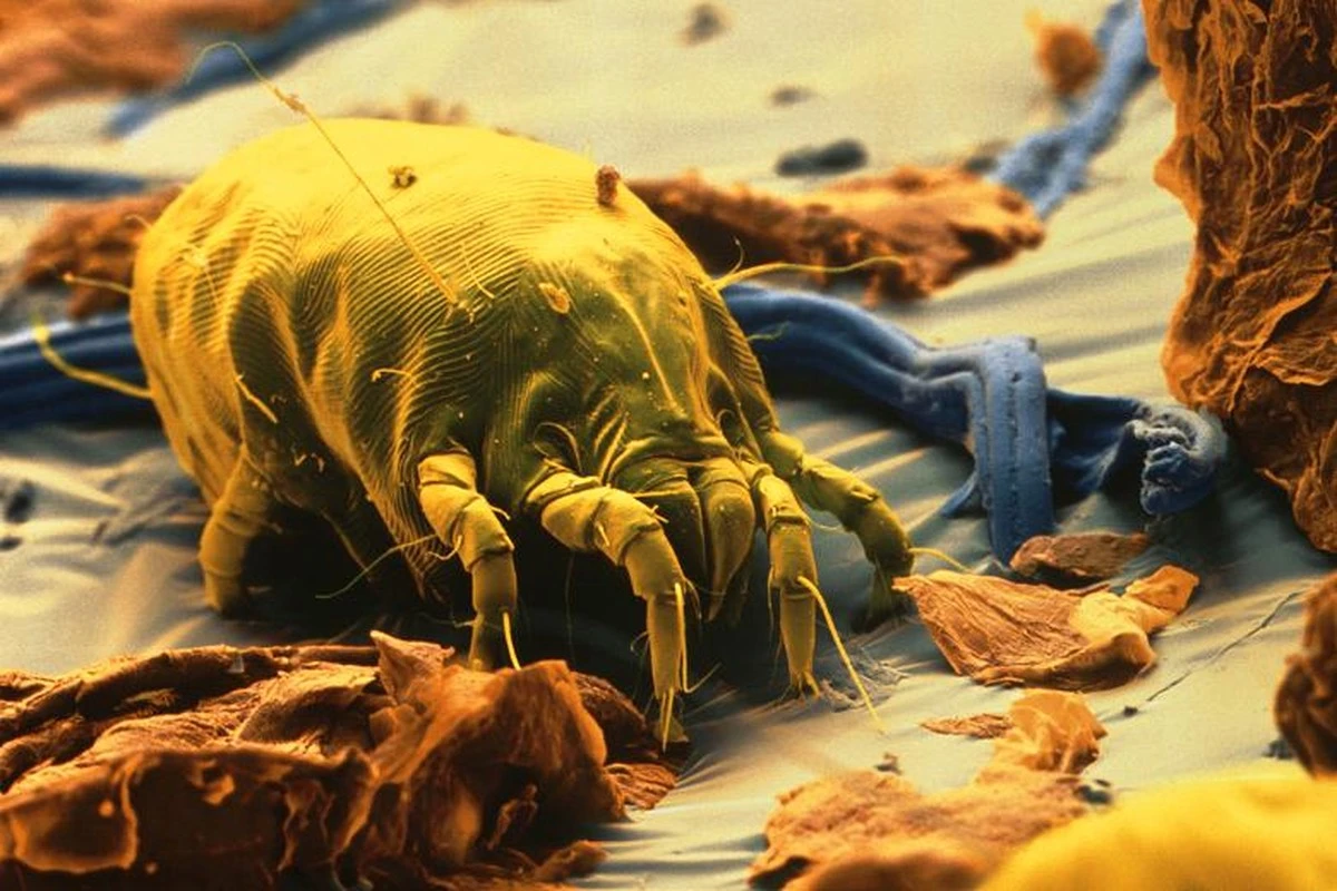 Dlaczego Twoja poranna alergia to wina starej poduszki? (5 zasad) - image 1