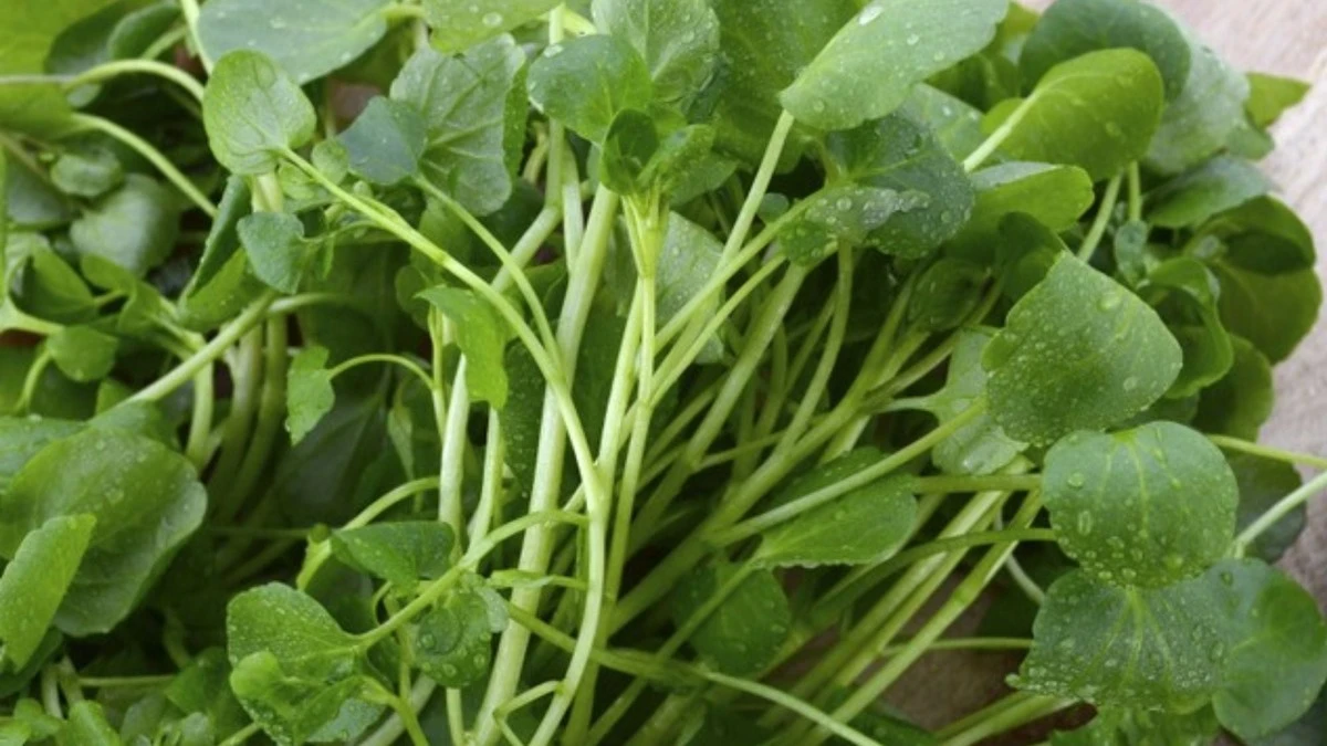 dlaczegoameryka-extra-1.webp Dlaczego amerykańscy naukowcy uznali rukiew wodną za najzdrowsze warzywo świata - image 1