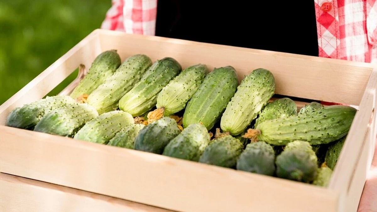 Dlaczego doświadczeni ogrodnicy wrzucają drożdże do wiadra z popiołem już w maju