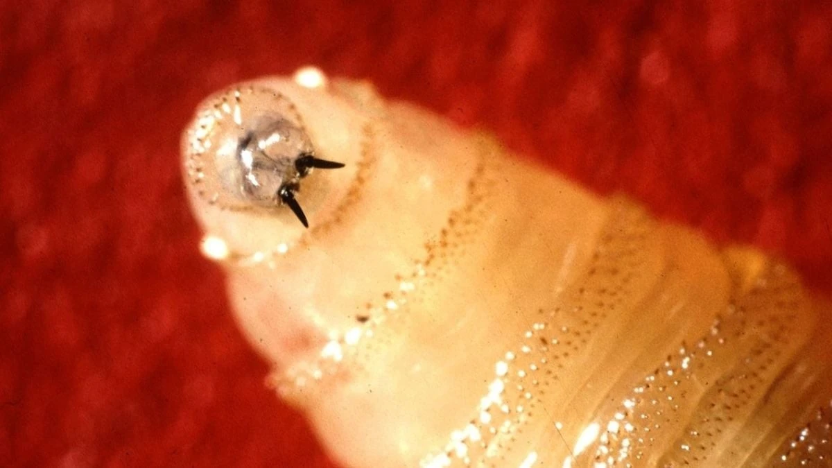 Dlaczego po 60 latach groźny pasożyt znów pojawił się w Teksasie
