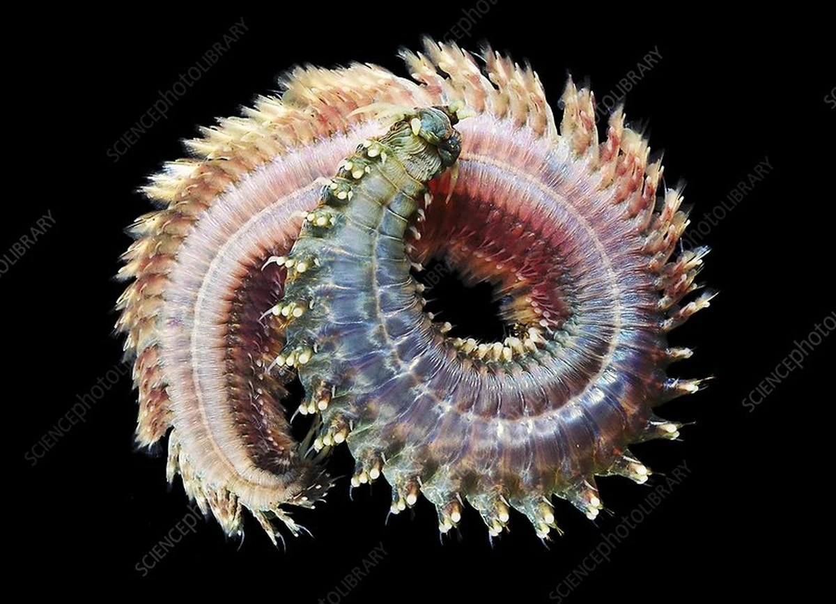 Fizyka kupy: dlaczego natura stworzyła idealną spiralę - image 1