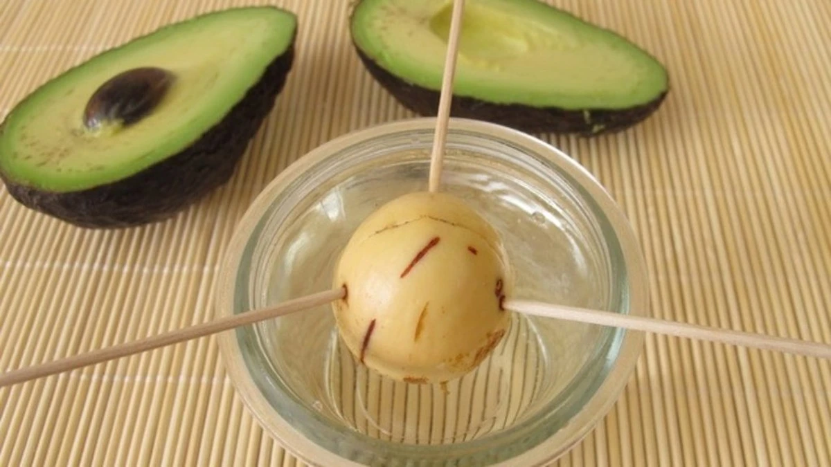 Dlaczego warto zostawić pestkę awokado w wodzie na miesiąc
