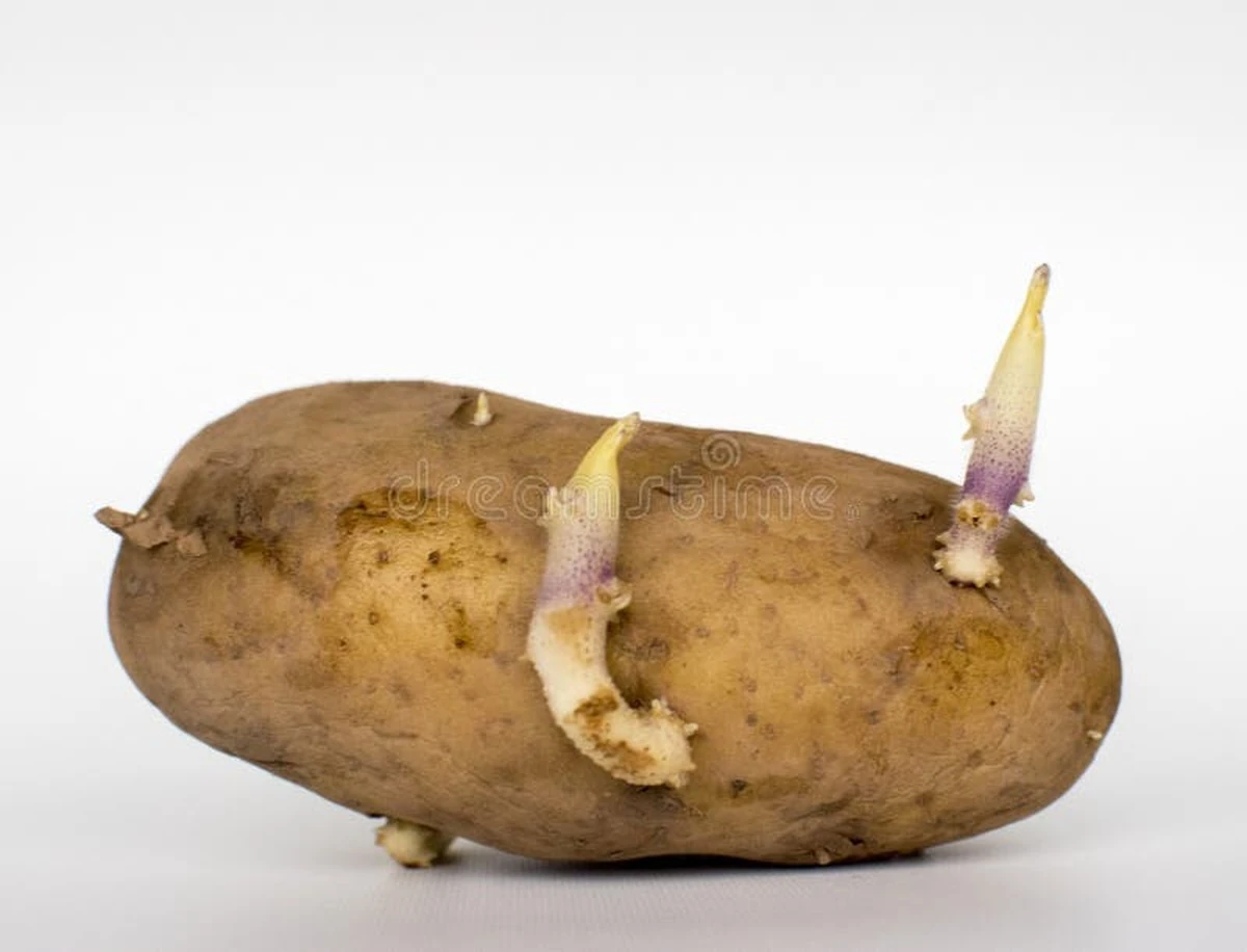 Znikający problem kiełków: 1 sprytny trik na trwałość ziemniaków - image 1