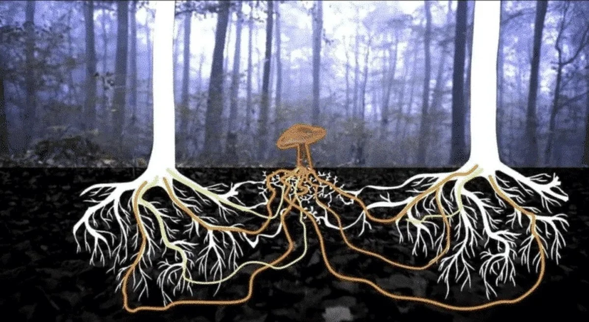 Dlaczego filmowy strach przed grzybami to mit, który przysłania nam coś znacznie ważniejszego - image 1