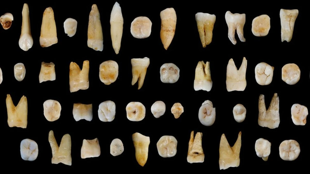 Jak neandertalczycy leczyli zęby 60 tysięcy lat temu: odkrycie, które zmienia historię - image 1