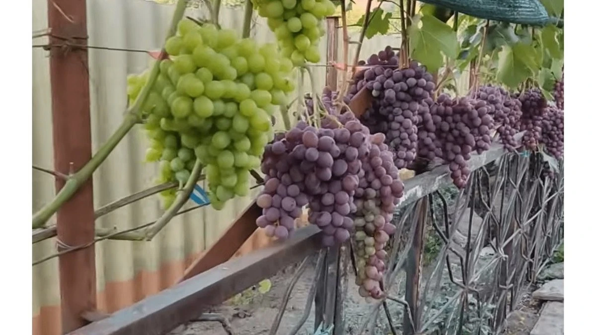 Dlaczego przestałem okrywać winorośl na zimę: trzy twarde odmiany