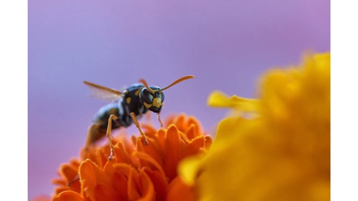 Dwie rośliny, które naturalnie odstraszają osy z tarasu
