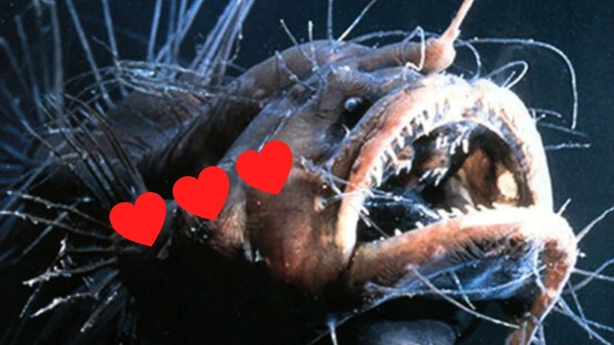 7 nietypowych rytuałów miłosnych zwierząt (W lutym 2026 zaskoczą Cię bardziej niż Tinder)