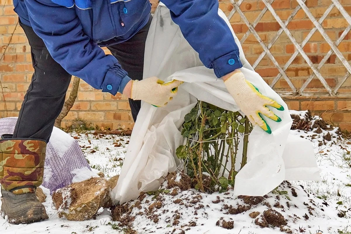 Dlaczego owijanie roślin folią to błąd, który może je zabić - image 1