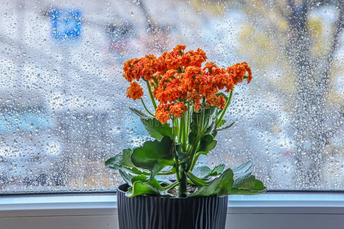 Dlaczego doświadczone gospodynie zawsze trzymają tę roślinę na kuchennym parapecie - image 1