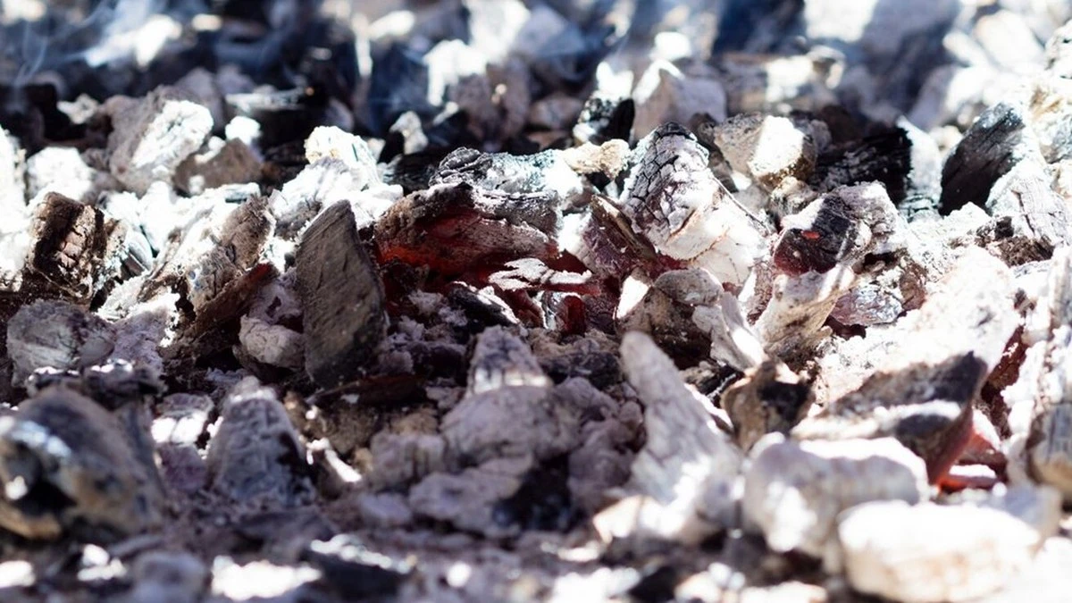 Dlaczego doświadczeni ogrodnicy nie sypią już popiołu pod borówki