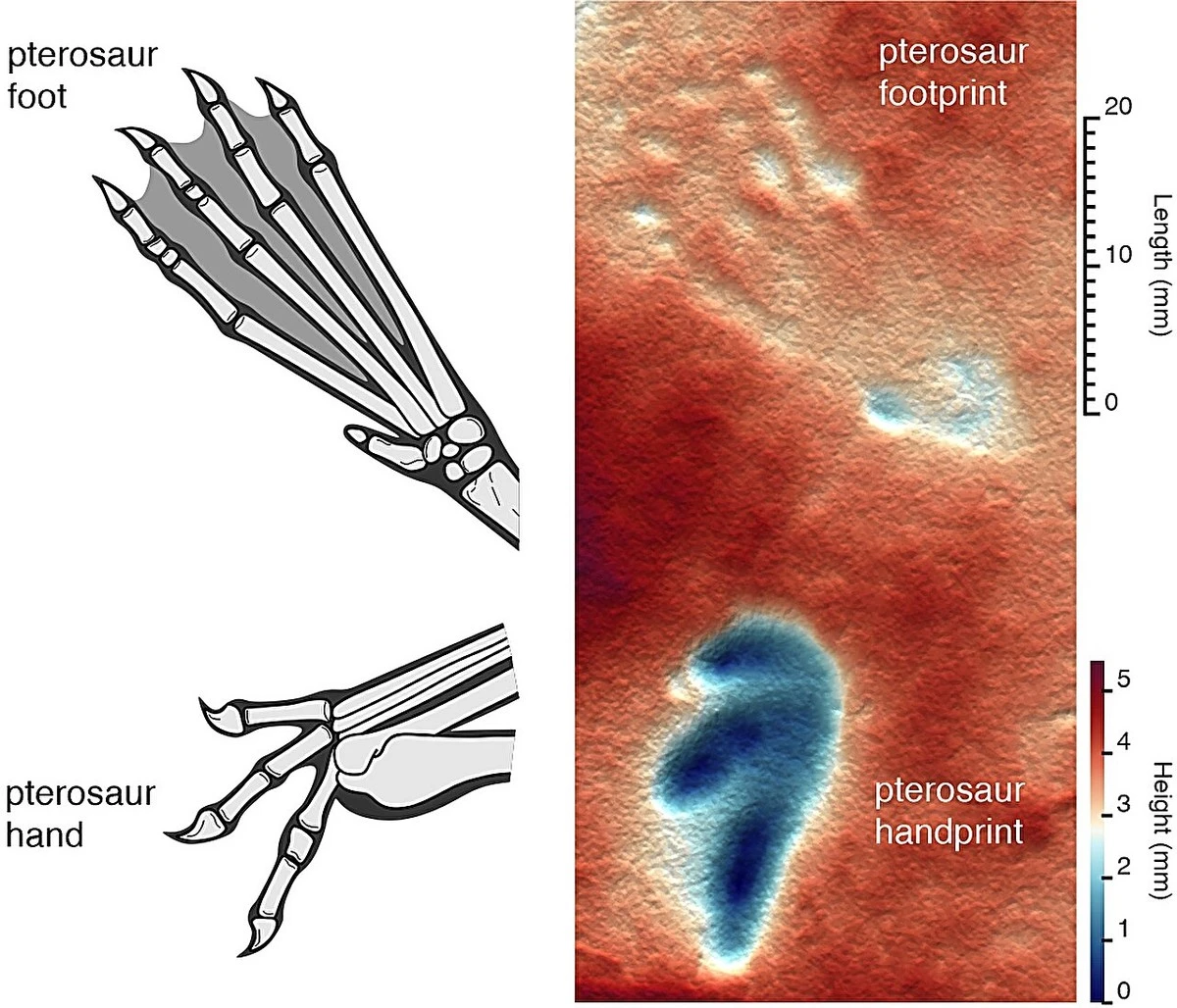 Niespodziewany pościg sprzed 106 milionów lat: dlaczego latający gad biegał po lądzie - image 1