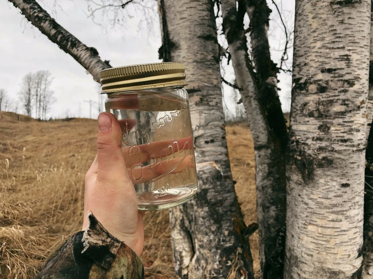 Sekret brzozy: Dlaczego warto pić ociekający pień w lutym 2026? - image 1