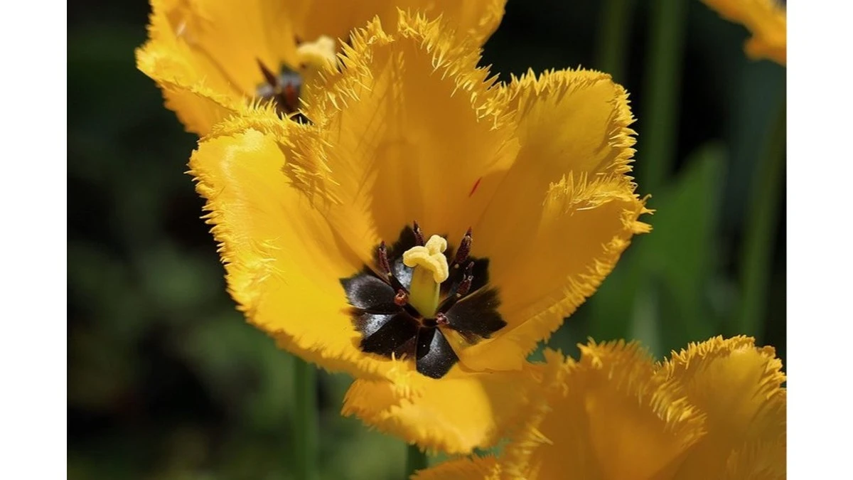 Dlaczego holenderscy ogrodnicy zawsze sypią popiół pod tulipany