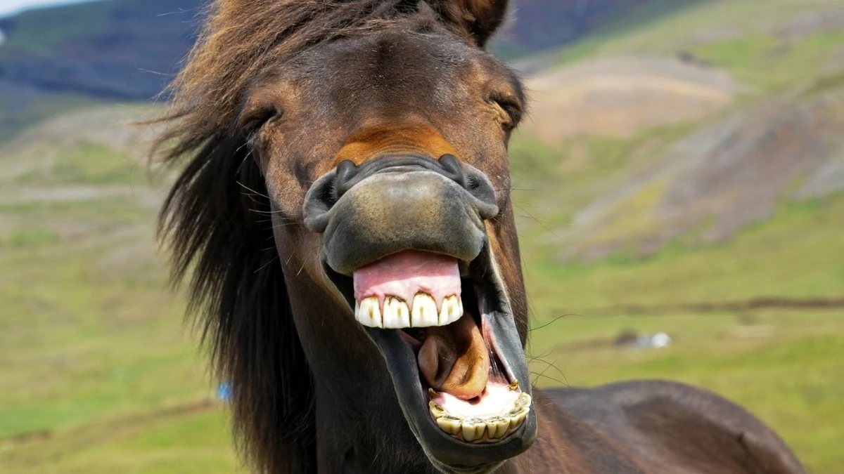 Dlaczego konie rżą na dwa głosy: naukowcy odkryli ukryty gwizd w ich krtani